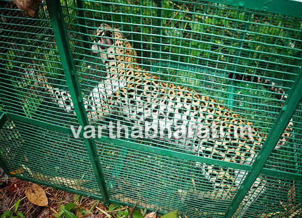 ಪೆರ್ಣಂಕಿಲ: ಅರಣ್ಯ ಇಲಾಖೆಯ ಬೋನಿಗೆ ಬಿದ್ದ ಚಿರತೆ